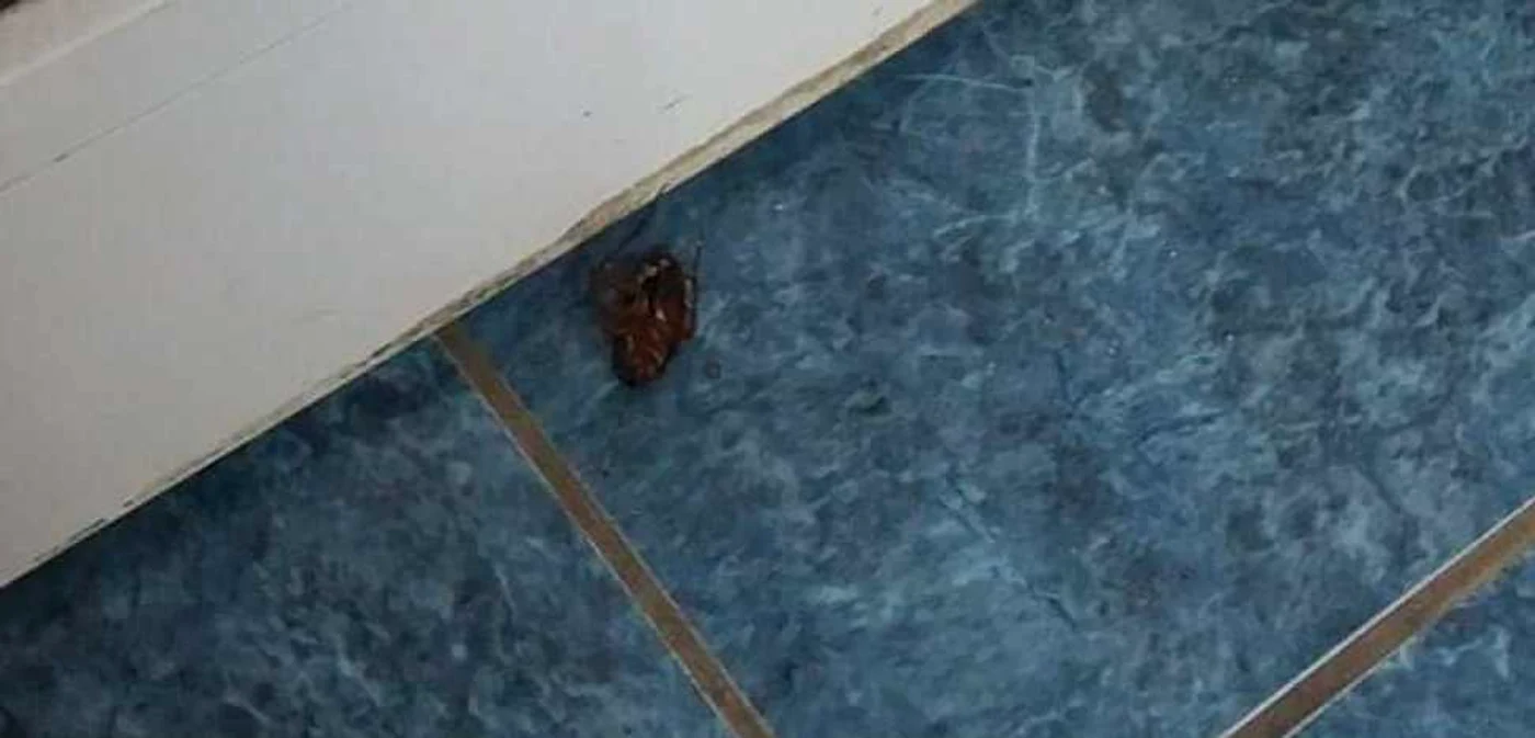 Ce arată studenţii (Cămin A- Grozăveşti)