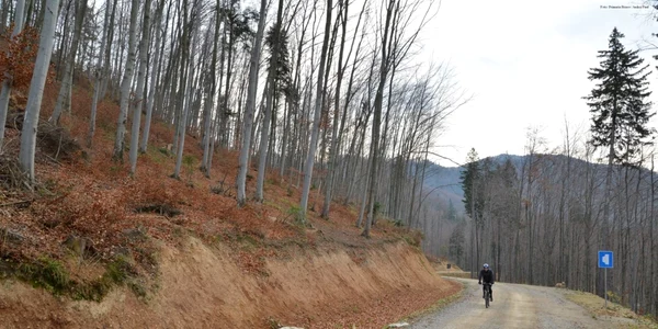Drumurile forestiere pot fi folosite şi pentru drumeţii