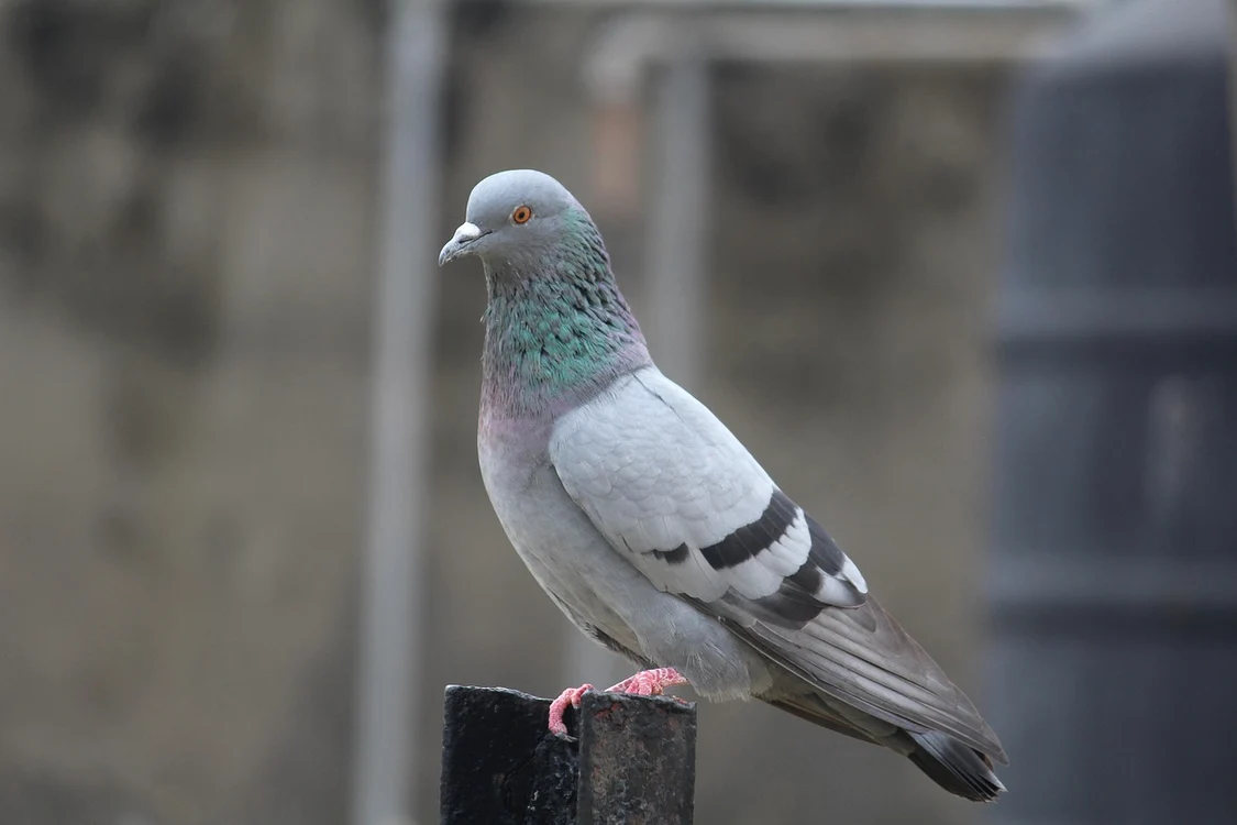 Columba livia, porumbelul de stâncă sau porumbelul comun (© Tanuj Handa / Pixabay)
