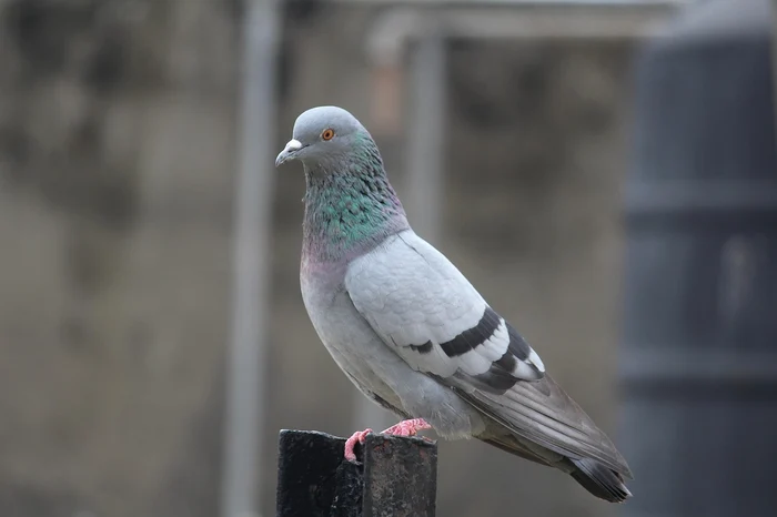 Columba livia, porumbelul de stâncă sau porumbelul comun (© Tanuj Handa / Pixabay)
