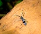 Rosalia Alpina   Foto Parcul Natural Grădiștea Muncelului Cioclovina (3) jpg