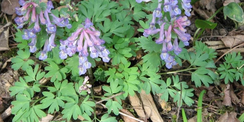 Planta corydalis contra durerii FOTO wikipedia.org