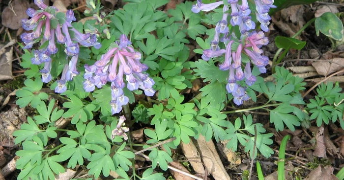 Rădăcina de Corydalis este foarte eficientă împotriva durerii FOTO wikipedia.org