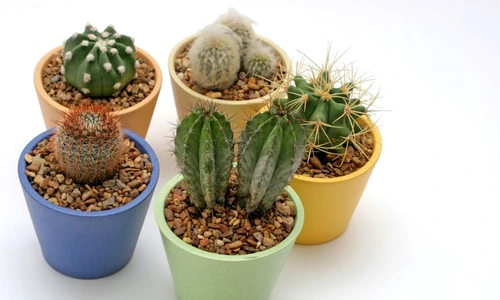 1 46246 original jpg jpeg