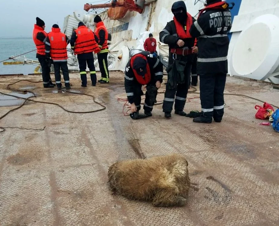 
    252 de oi au fost salvate de pe vasul care a eşuat duminică în Portul Midiafoto: news.ro  