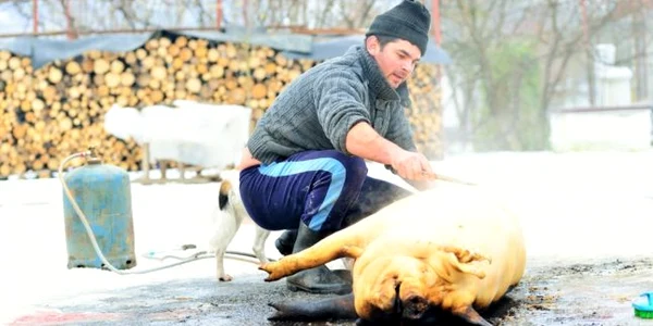 ignat foto shutterstock