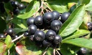 aronia fructul miraculos care se cultiva si in romania jpg jpeg