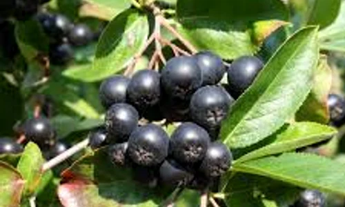 aronia fructul miraculos care se cultiva si in romania jpg jpeg