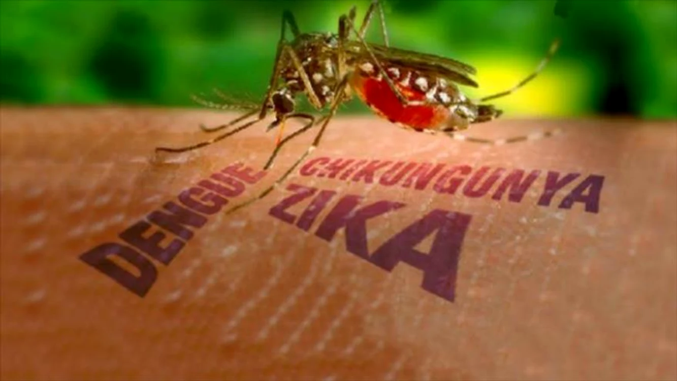 
    Virusul Zika este transmis de țânțarii Aedes aegypti  