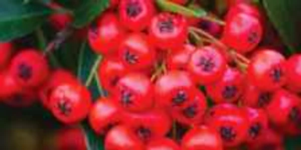 Scoruşele combat anemia
