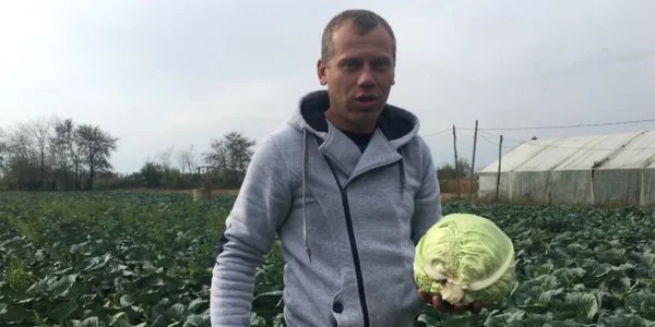 Prima varză românească a plecat spre pieţele din toată ţara 