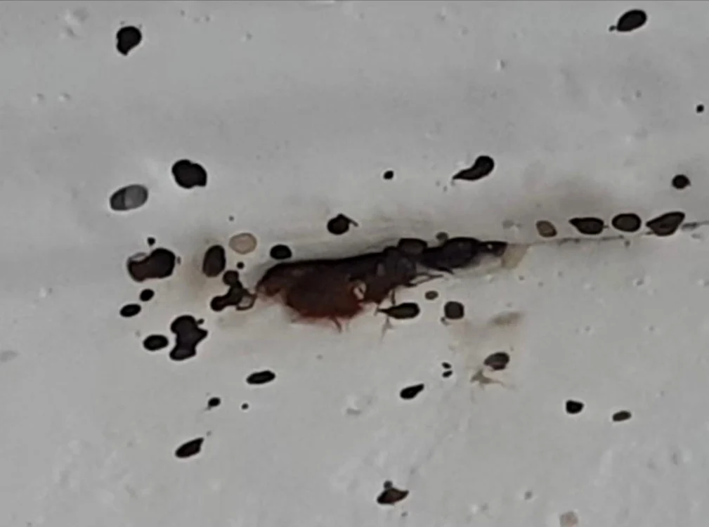 Insectele nu mai apar doar în locuințe neîngrijite Foto: Facebook