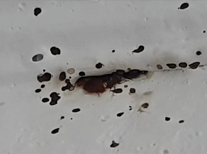 Insectele nu mai apar doar în locuințe neîngrijite Foto: Facebook