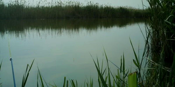 Explicaţie: a găsit peştele pe lângă lacul Babadag