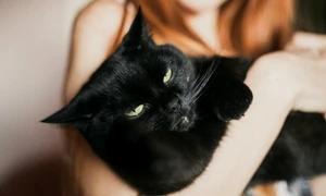 pisica, foto Shutterstock jpg