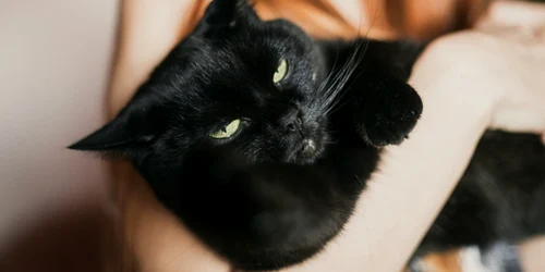 pisica, foto Shutterstock jpg