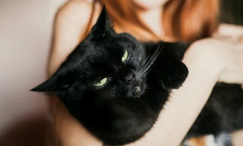 pisica, foto Shutterstock jpg