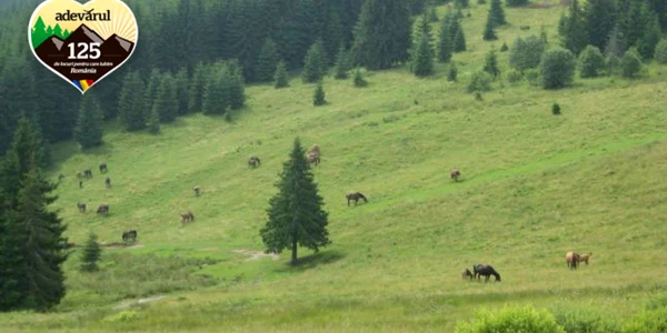 Caii huţuli de la Herghelia Lucina zburdă liberi în Obcinele Bucovinei. FOTO