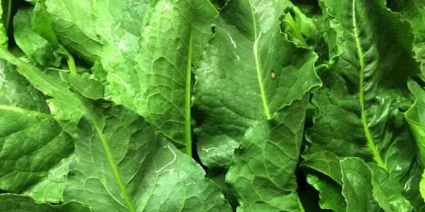 calarasi stevia buruiana cu virtuti uimitoare foto gastropedia.ro