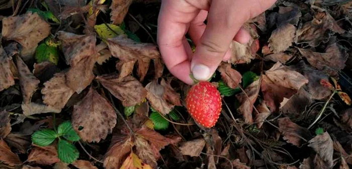 La Singureni, în judeţul Giurgiu, s-au copt căpşunile FOTO Facebook/Agricooltural Singureni