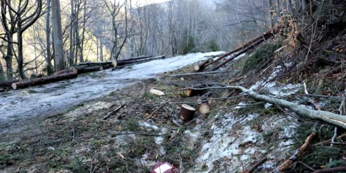 exploatare forestiera retezat adevarul