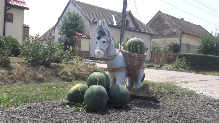 A început sezonul lubeniţei de Gottlob FOTO Ştefan Both 	