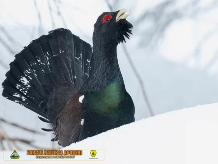 Imagini splendide cu rotitul cocoşului de munte, într-o pădure din Parcul Naţional Piatra Craiului. E toiul perioadei împerecherii acestei specii VIDEO