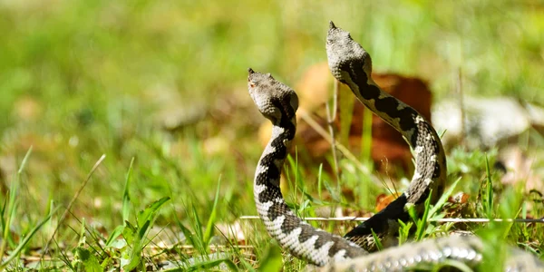 vipera cu corn jpg