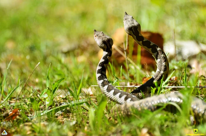 Viperele sunt în perioada de împerechere Foto: Tibi Feczko