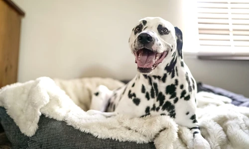 1 80321 original jpg jpeg