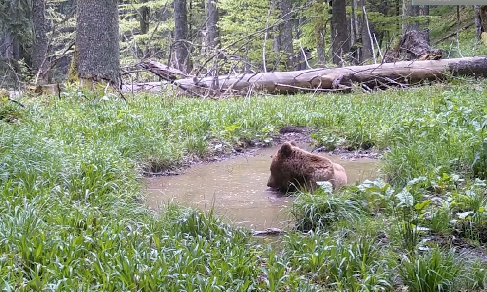 Scăldătoarea ursului din Parcul Național Retezat. Imagini rare surprinse în sălbăticia munților VIDEO