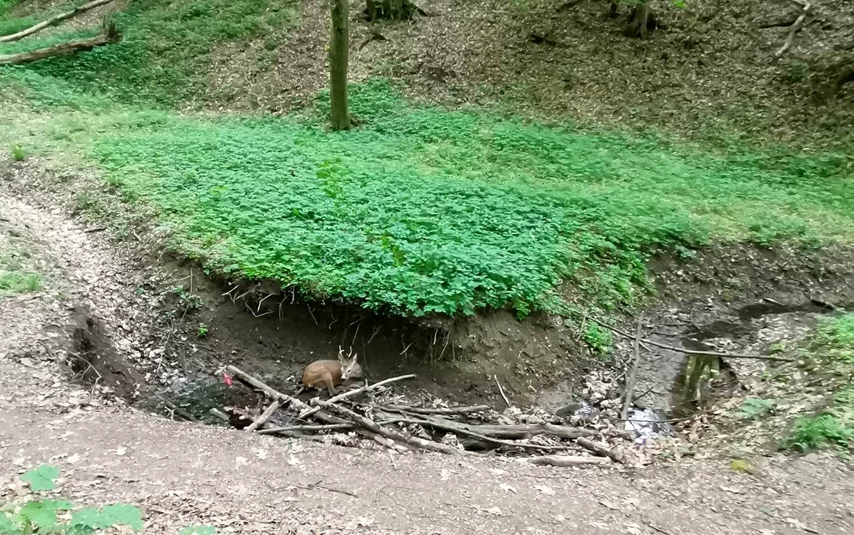 Căprior înfricoșat de zgomotul ATV-urilor. ADEVĂRUL
