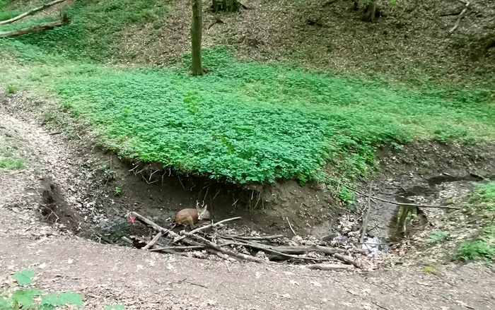 Căprior înfricoșat de zgomotul ATV-urilor. ADEVĂRUL