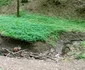 Pădurea Bejan din Deva  Foto Daniel Guță (1) jpg