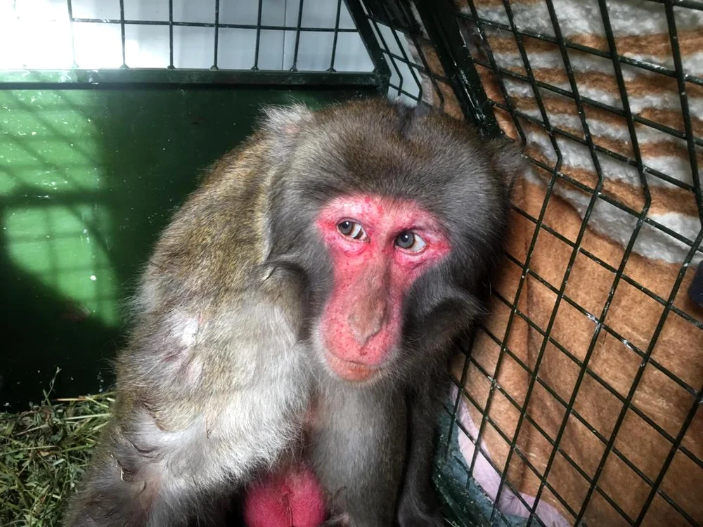 Este prima maimuță capturată, după ce a evadat din curtea lui Nuțu Cămătaru