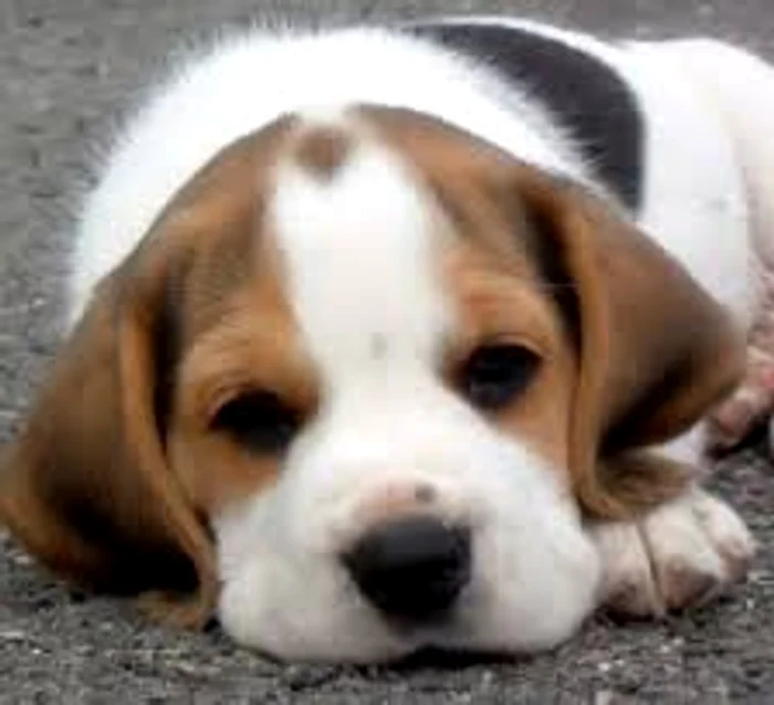 Vrei să adopţi un câine Beagle? Păreri despre această rasă, găseşti mai josFoto: happy-pet.ro