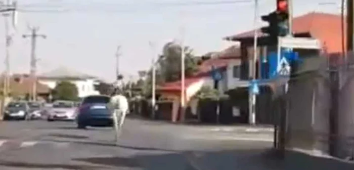 Calul traversează intersecţia pe culoarea roşie a semaforului