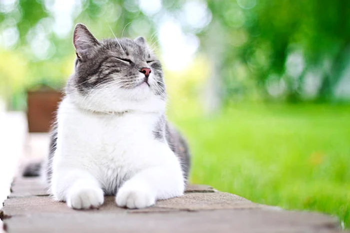Cum putem ști dacă pisica noastră este fericită / foto: IStock