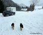 Statiunea montana Rausor din Retezat Foto Daniel Guță ADEVĂRUL (22) jpg