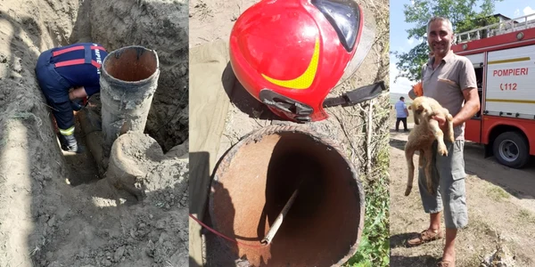 Miel salvat teava de gaz Barlad FOTO ISU Vaslui