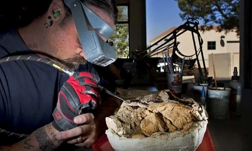 Peste 1500 de fosile, vechi de 1,4 milioane de ani, găsite într o gropă din California VIDEO jpeg