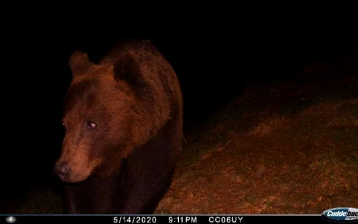 Cazurile de animale sălbatice prinse de braconieri prin diverse metode nu sunt singulare. FOTO Arhiva Adevărul.ro