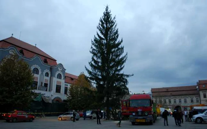 Bradul adus la Baia Mare are 32 de metri înălţime Foto: Adevărul