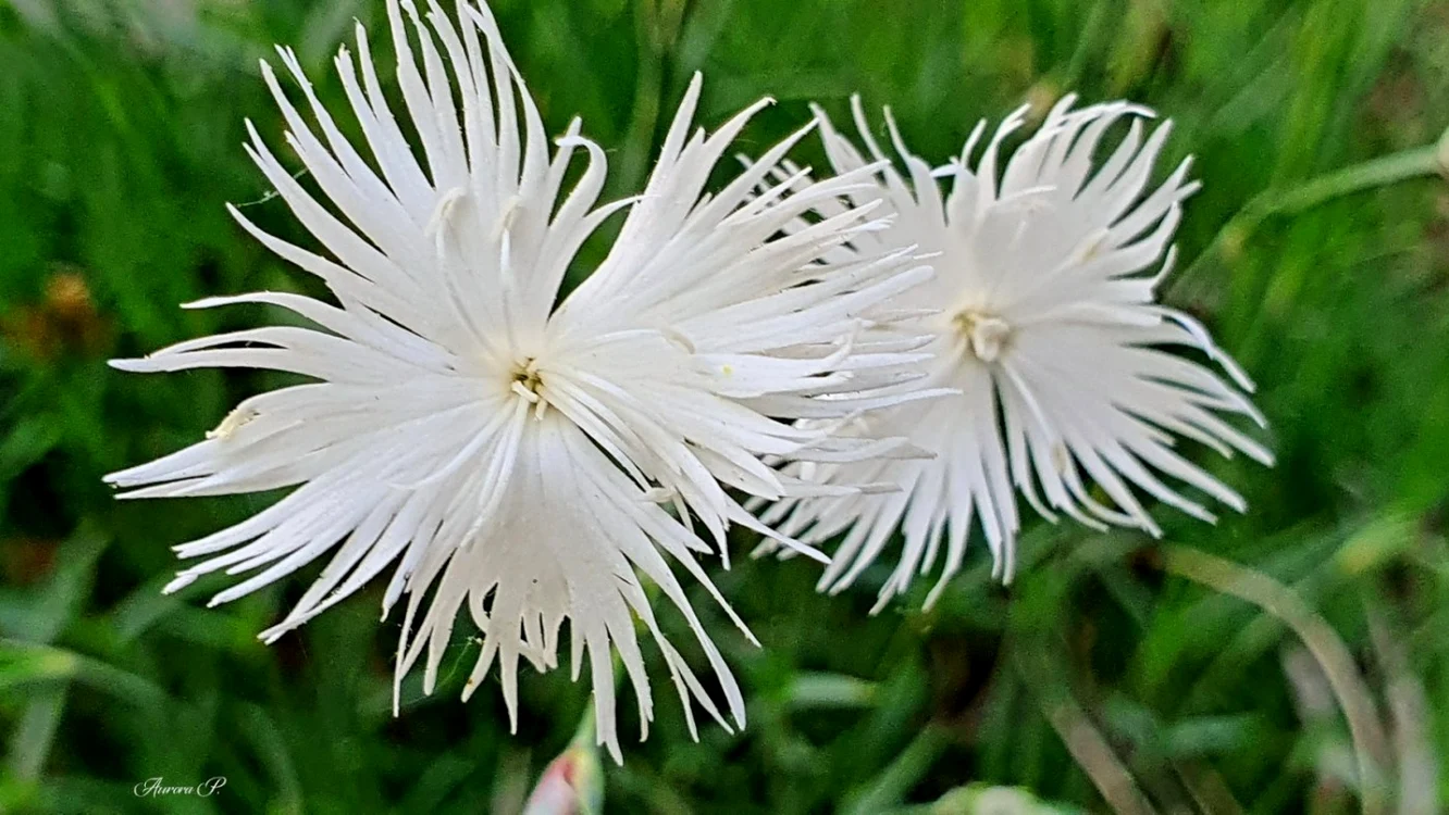 ierburi magice garofita de stanca