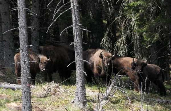 Cei opt zimbri au fost eliberaţi la sfârşitul lunii mai FOTO: Conservation Carpathia