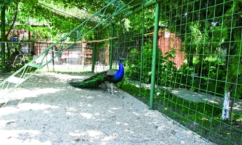 1 46291 original jpg jpeg