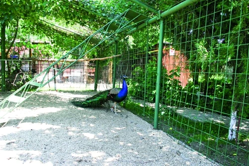 1 46291 original jpg jpeg