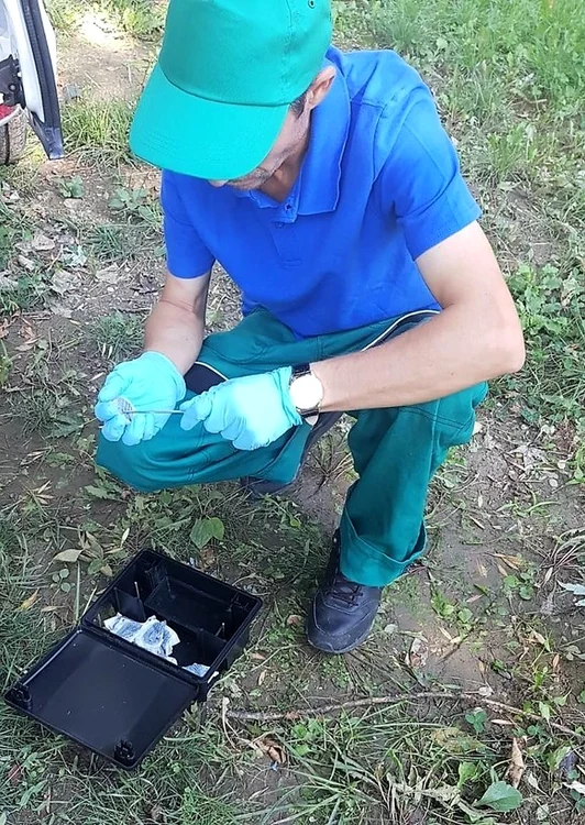 Pregătirea capcanelor pentru șobolani