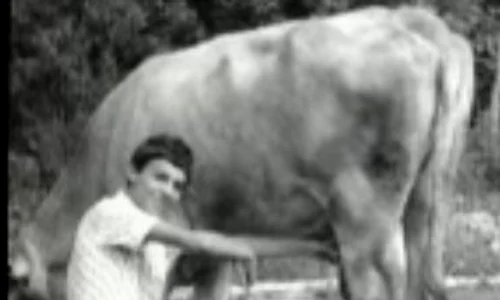 Mircea Badea mulge vaca jpeg