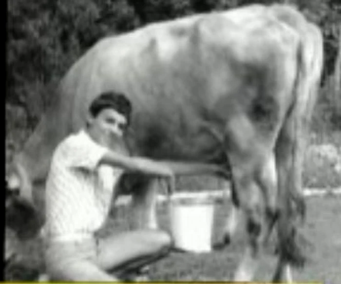 Mircea Badea mulge vaca
